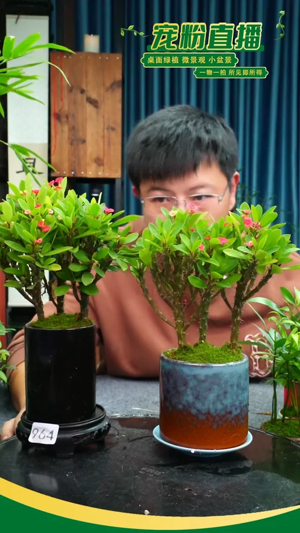 无花朵田*胖苔藓微景观964号
