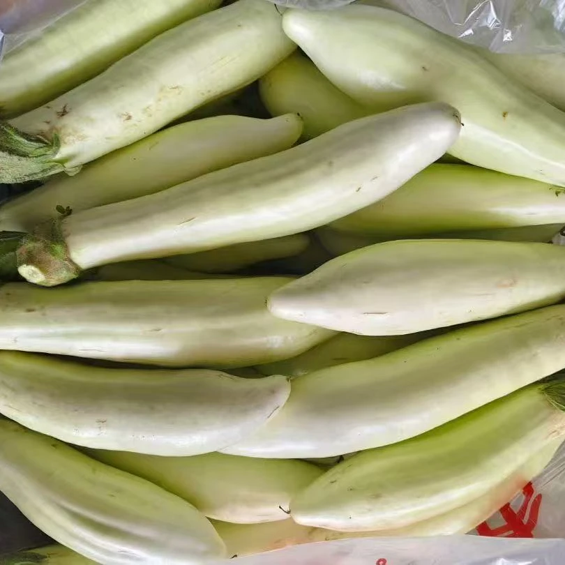 湖北广水余店白茄子新鲜现摘现发本地白茄子