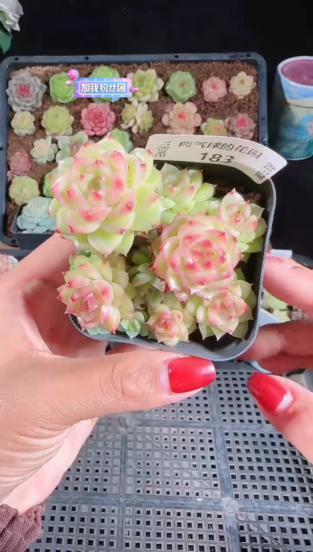 1124-183群生不包整