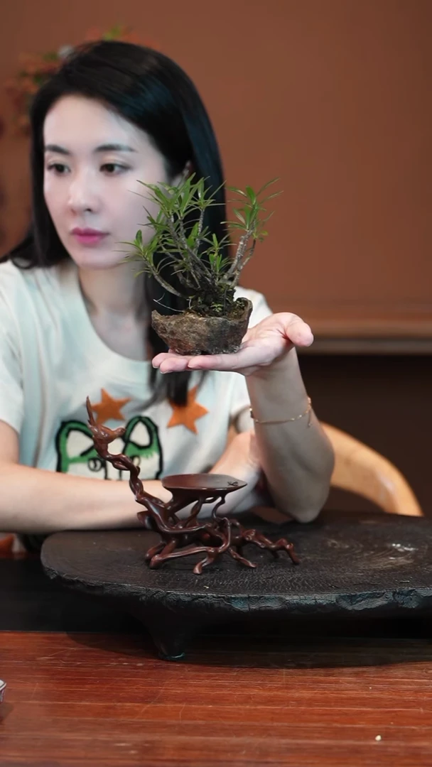 无花朵栀子花盆景盆景盆景