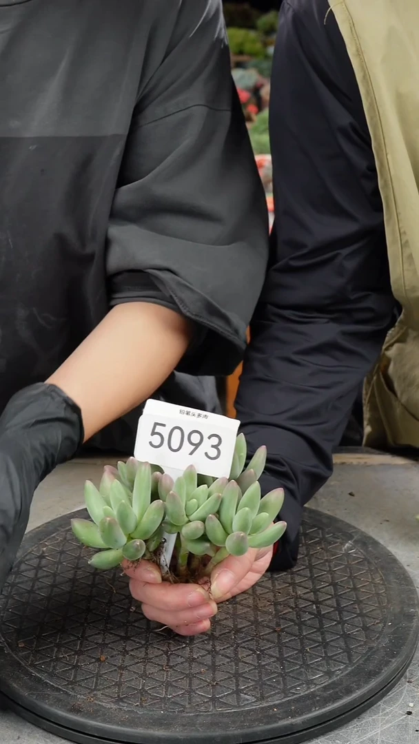 急*吼5093号/摩登女郎系列
