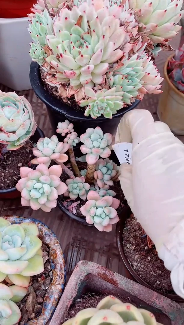 17382多肉植物一物一拍