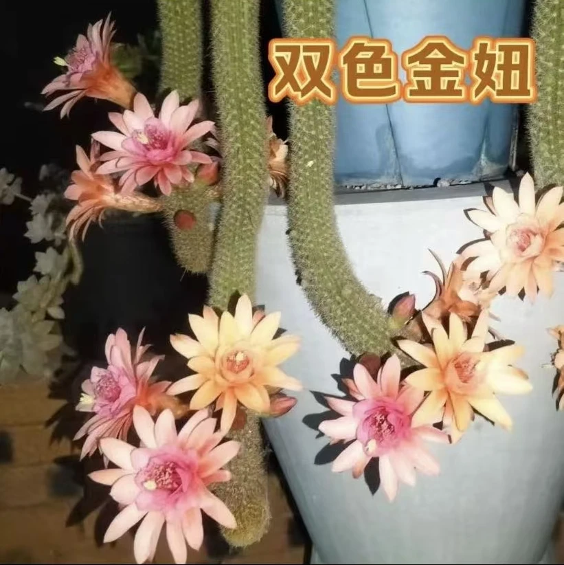 双色金妞      仙人球漳州基地直发 新手好养