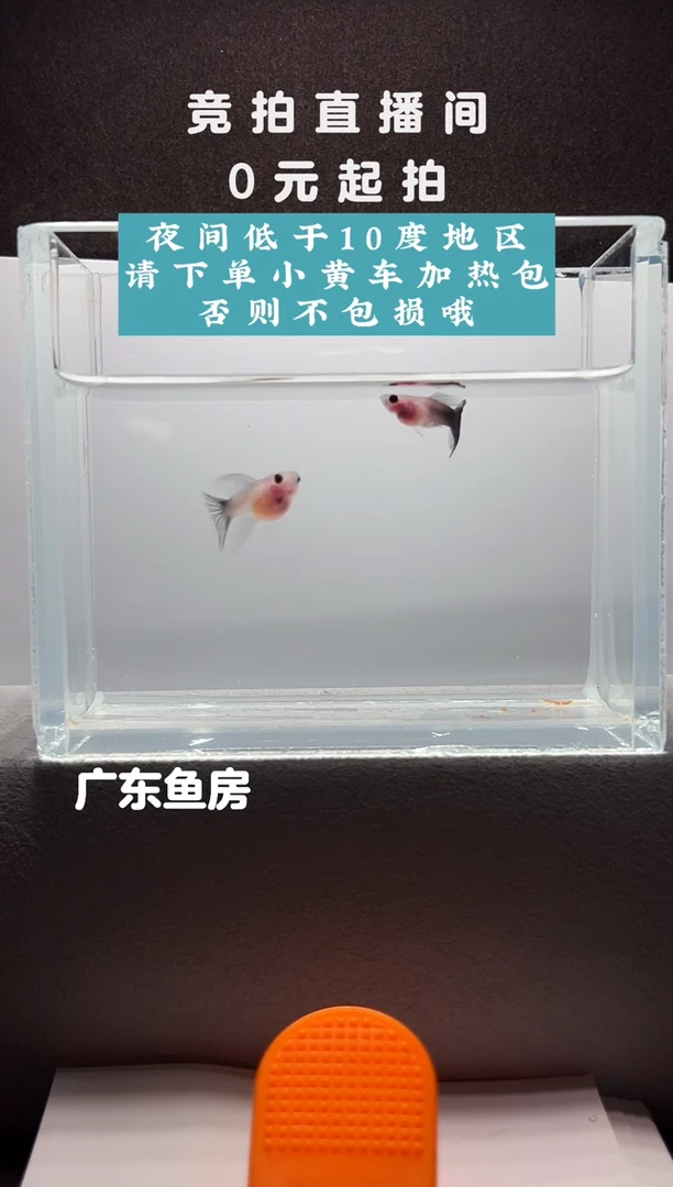 孔雀鱼超透C一对编号65