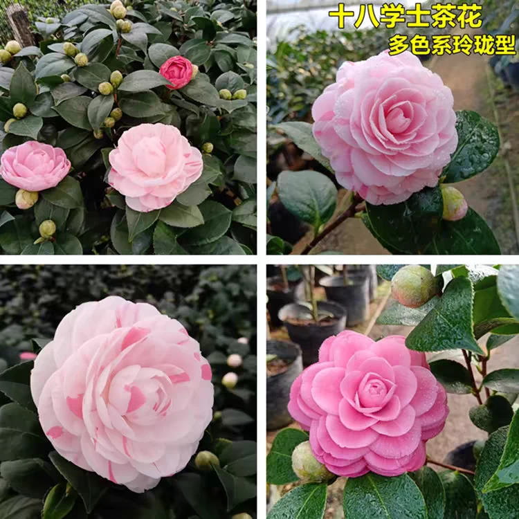 十八学士多色茶花盆栽阳台花卉庭院大型绿植好养易活植物四季好养