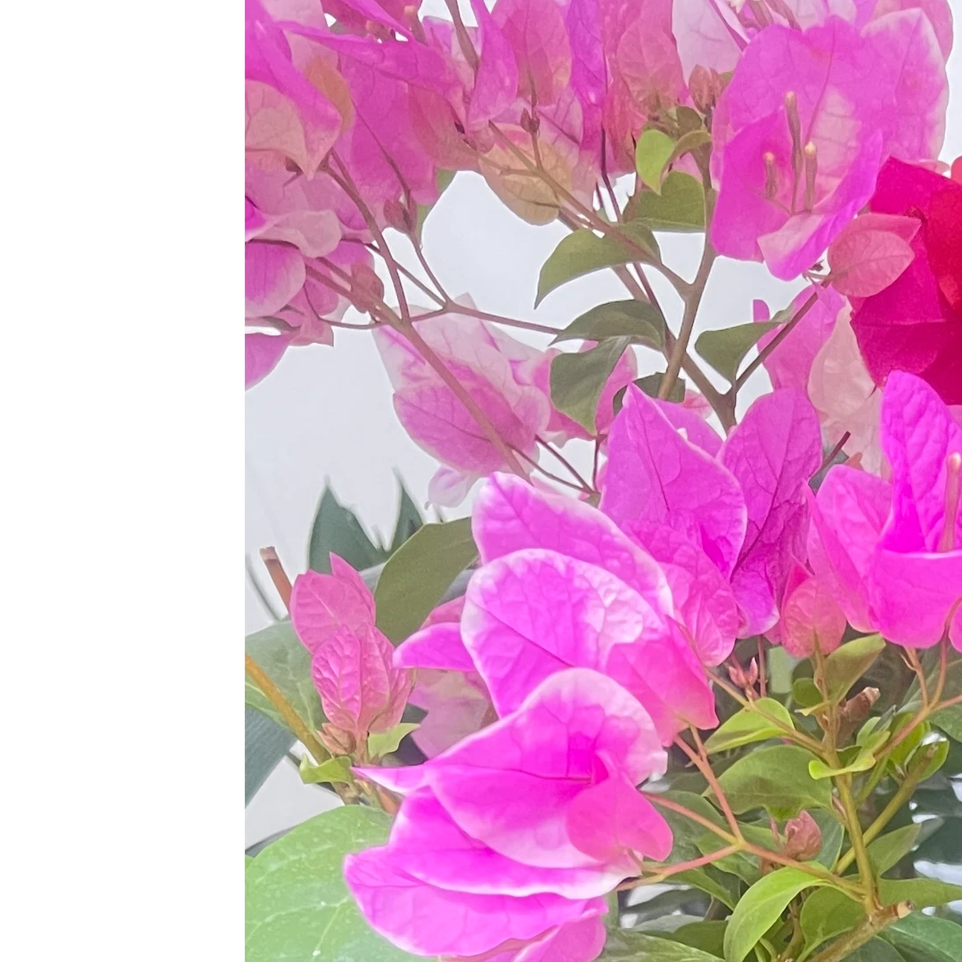 云南紫三角梅 新疆包邮
