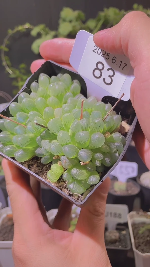 83号617福利植物玉露