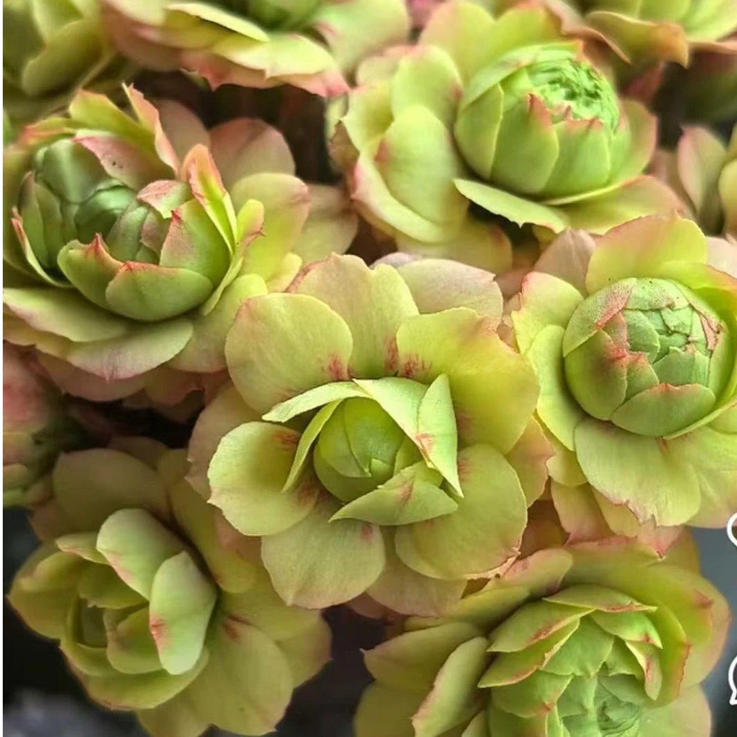 【青苹果】~稀有品种长寿黄色花期长花苞多室内阳台客厅季节季节