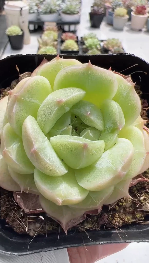 东云多肉园新款-150