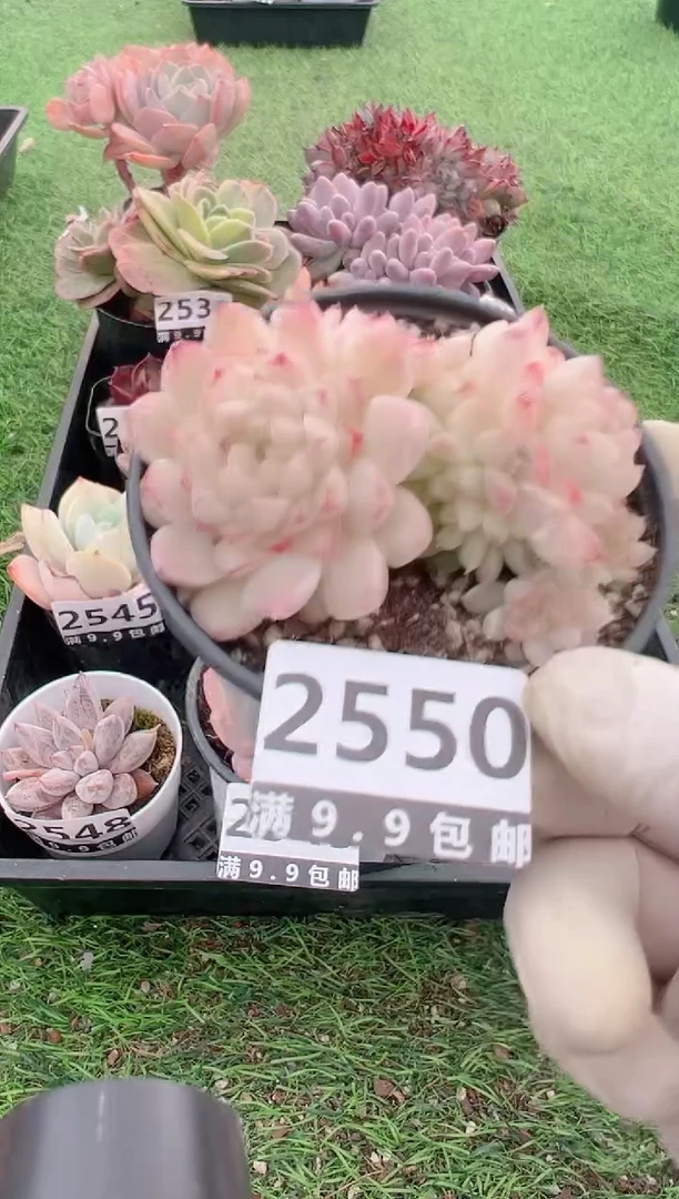 【闪购商品】信福多肉一物一拍