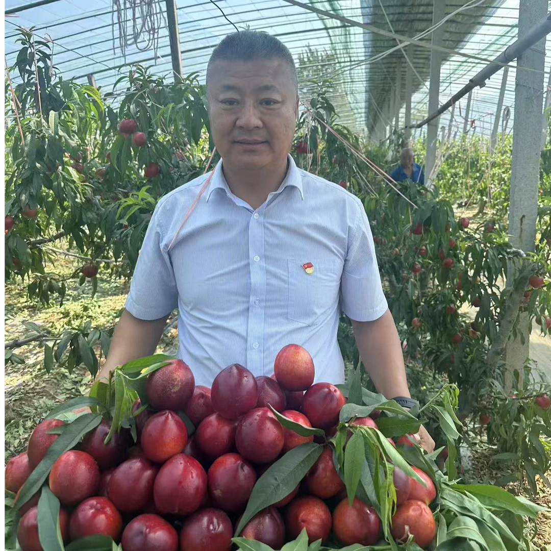 平度头茬麻兰油桃，新鲜采摘，顺丰快递3-4.5斤山东省