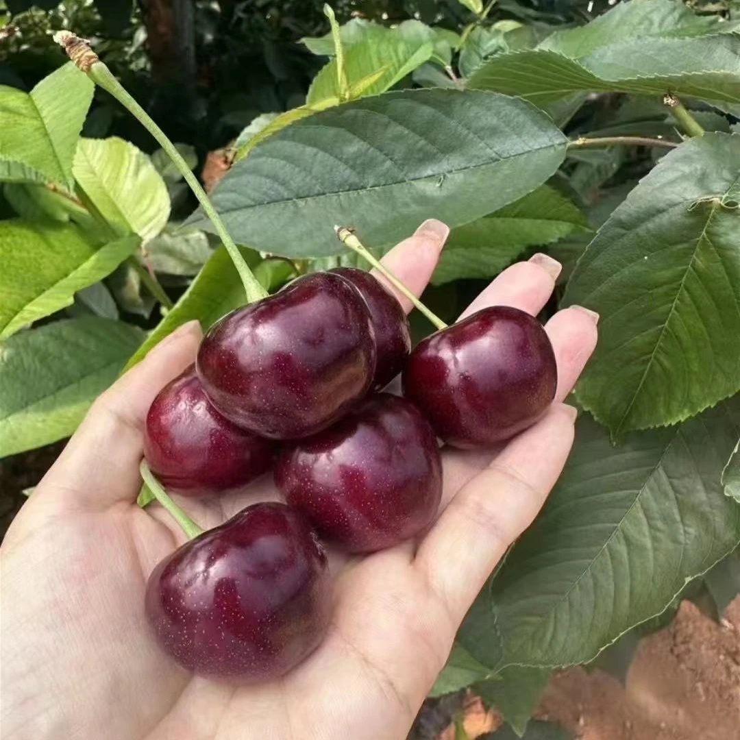 《次日达》大连樱桃冰库现采现摘JJ3-5J斤顺丰空运冰库