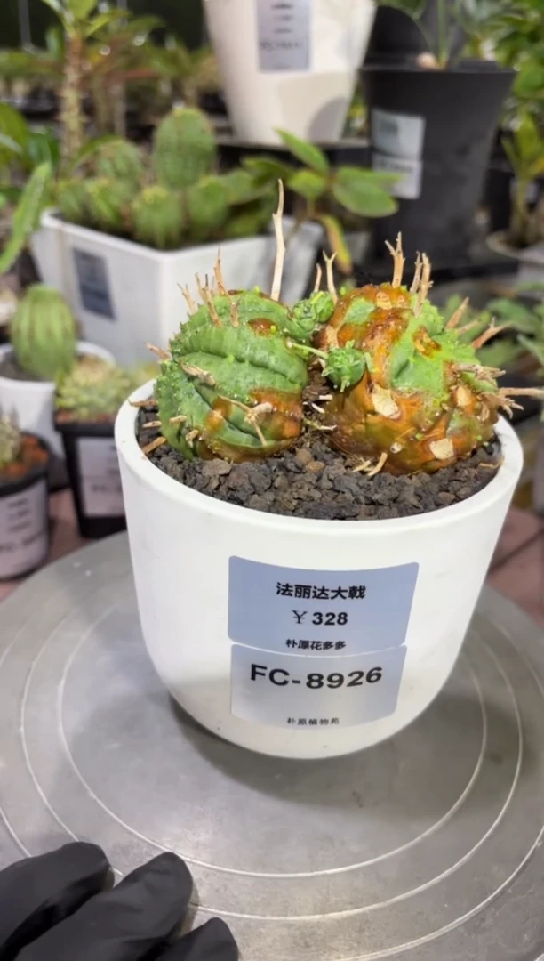 法丽达大戟FC-8926