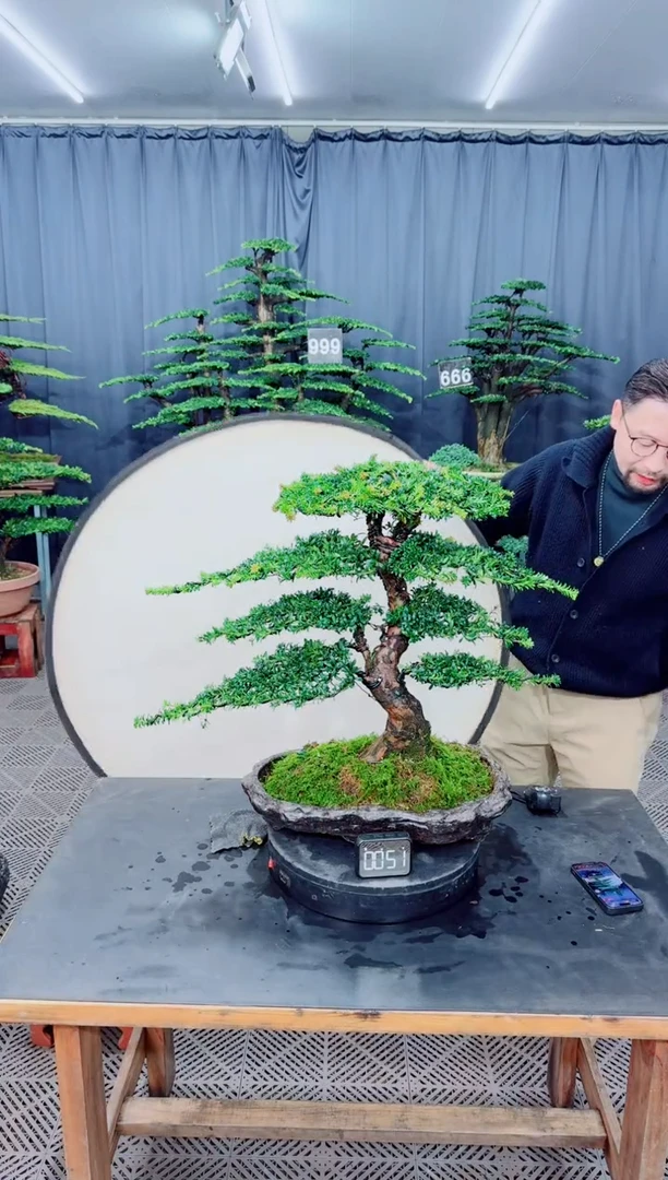 以实际为准盆景.........