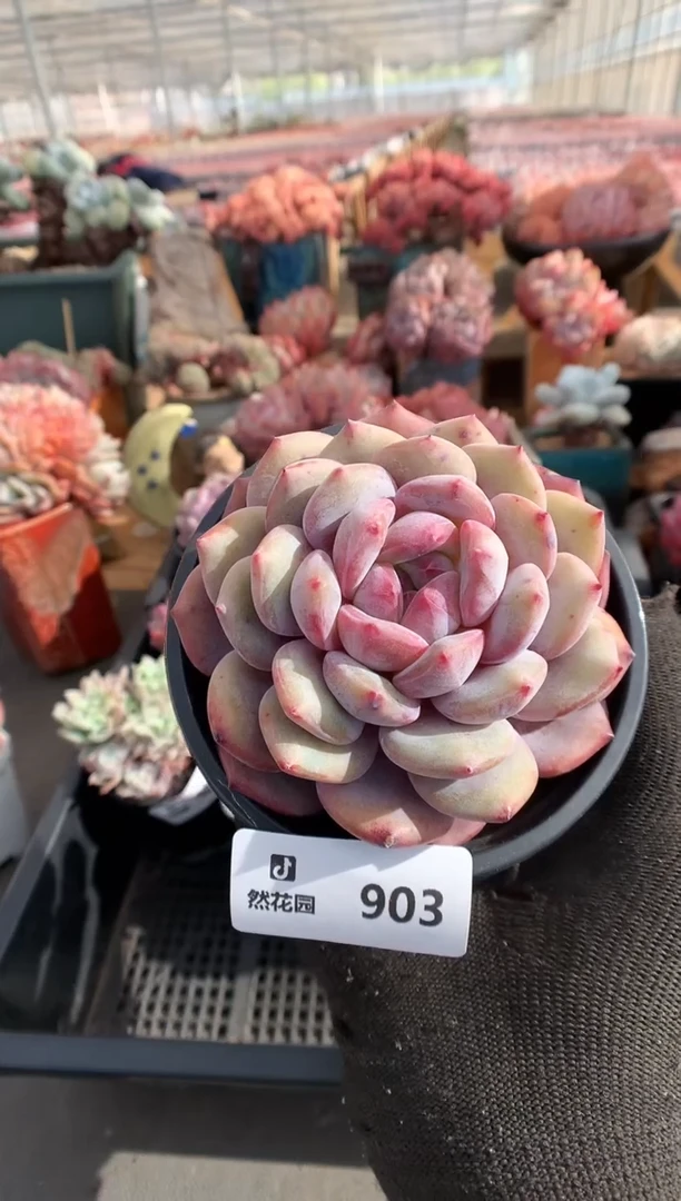 903星影一物一拍