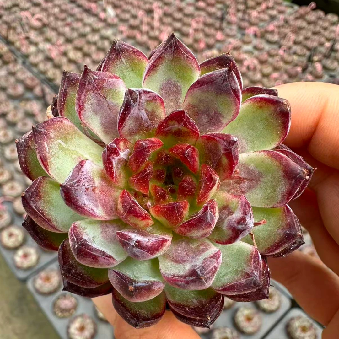 5#迷雾幻境多肉植物 前男友精品多肉