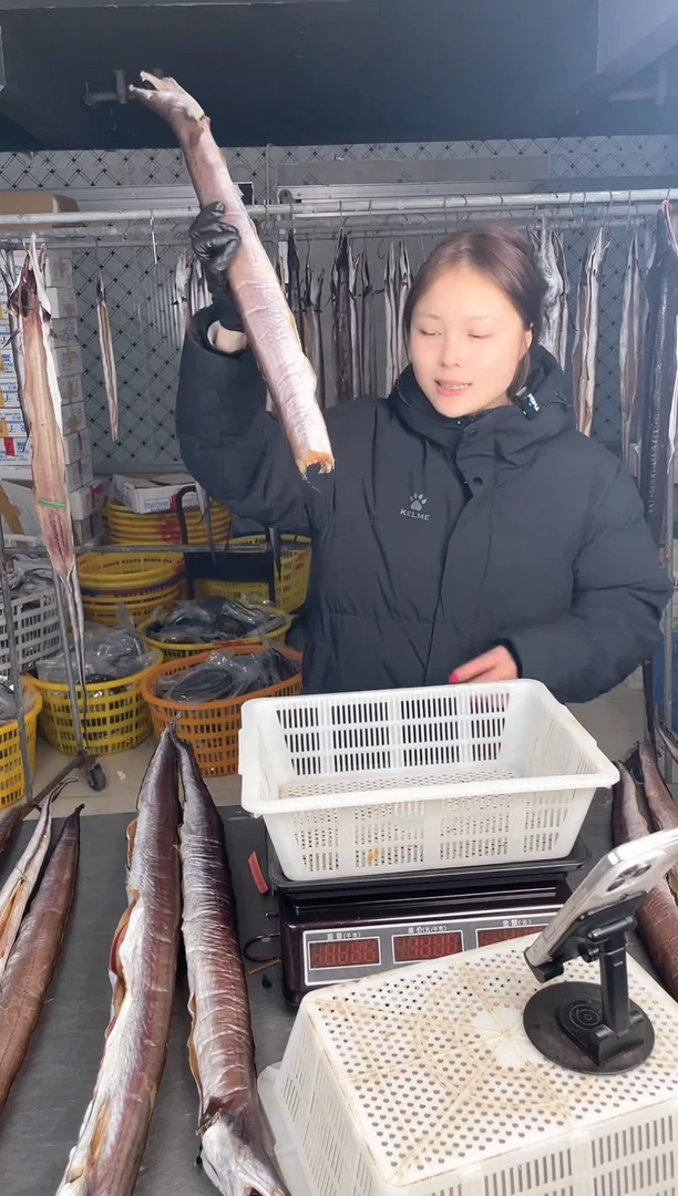 中国大陆1.2斤风鳗1条断尾