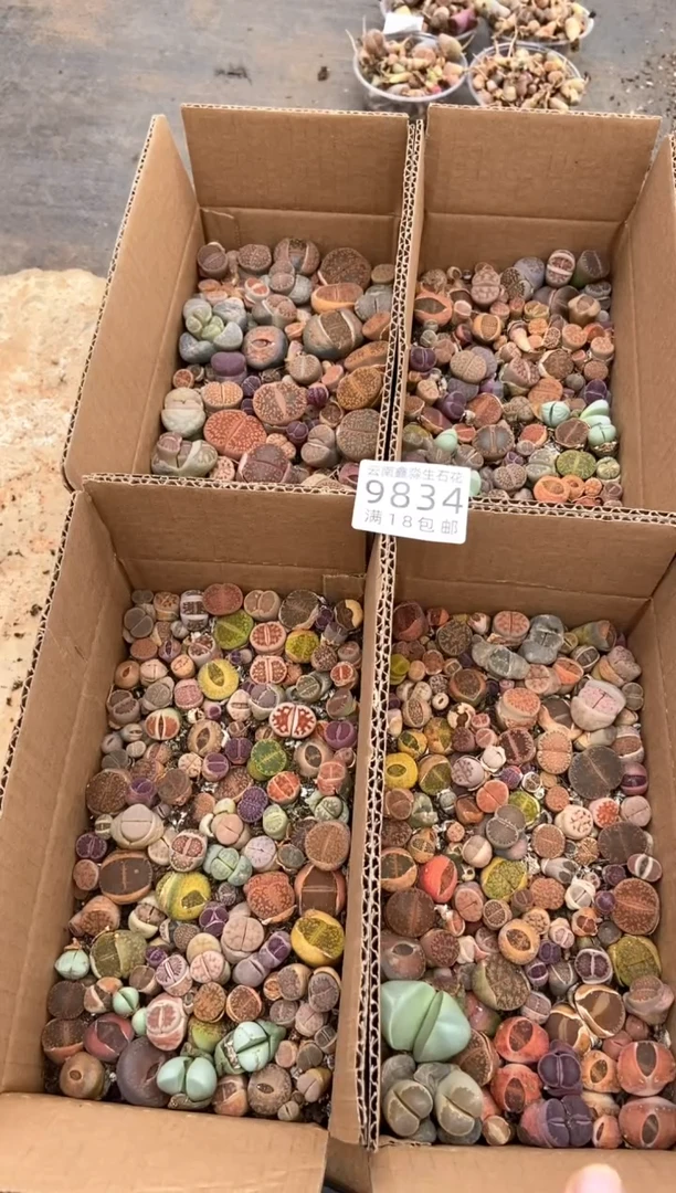 9834特价彩拼1箱有疤长腿量拍