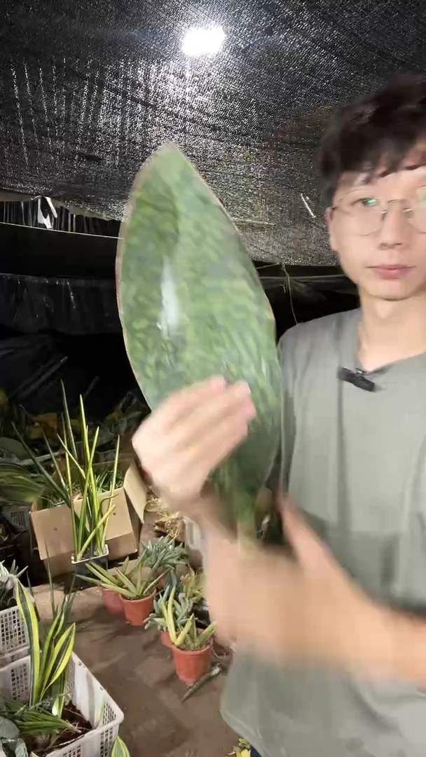 单叶翡翠宝镜裸根9.9