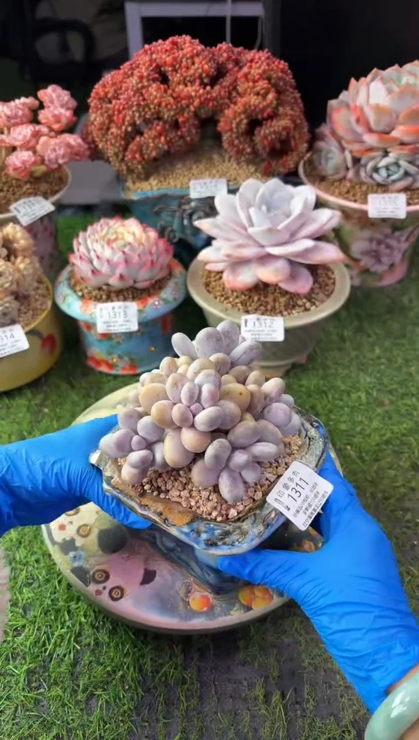 昆明印象多肉1311