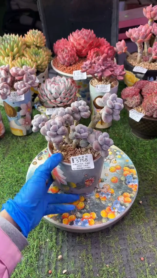 昆明印象多肉5758