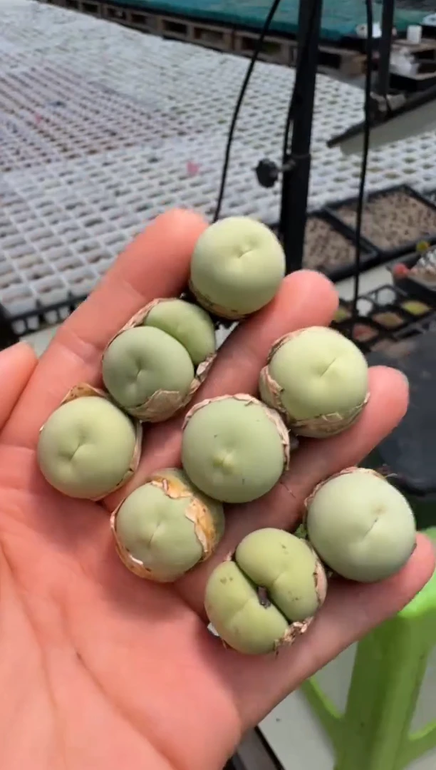 13-17多肉植物一颗