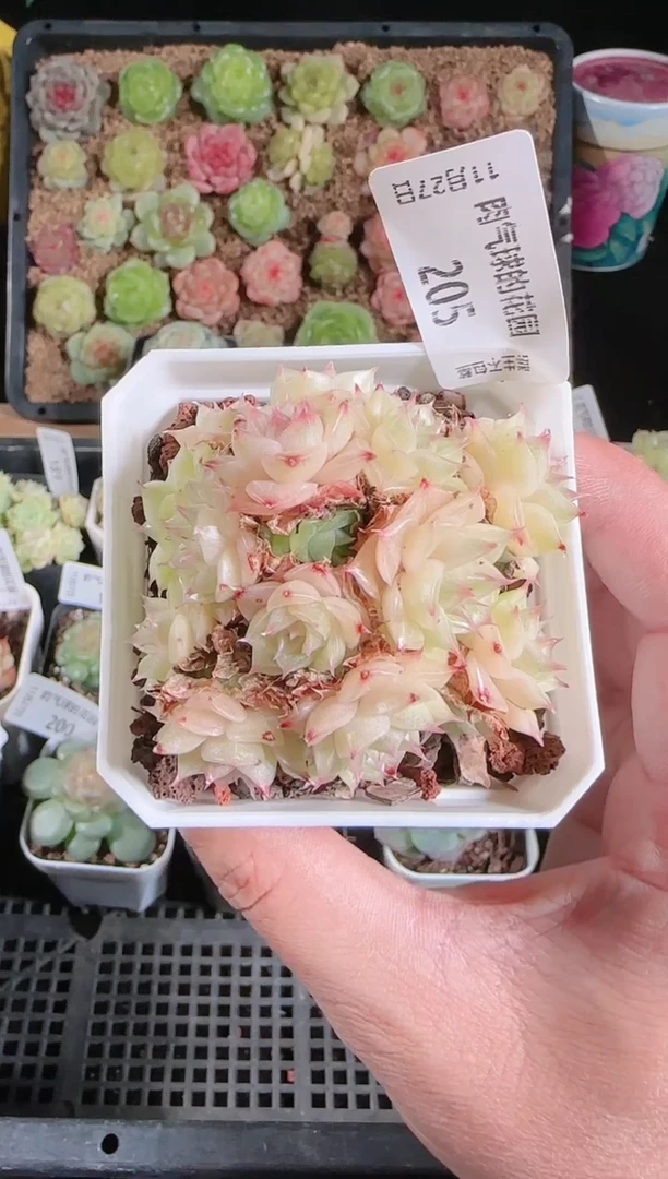 1127-205群生不包整