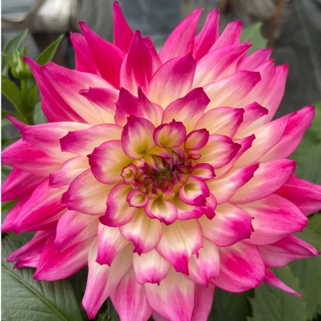 【青韵】（荷花仙子）大丽花客厅阳台桌面盆栽