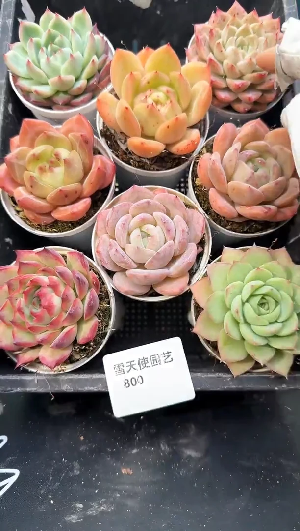 800     多肉8 颗