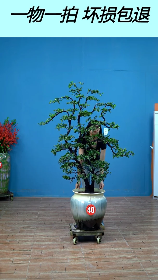 以实际为准辛*卫广东小叶紫檀