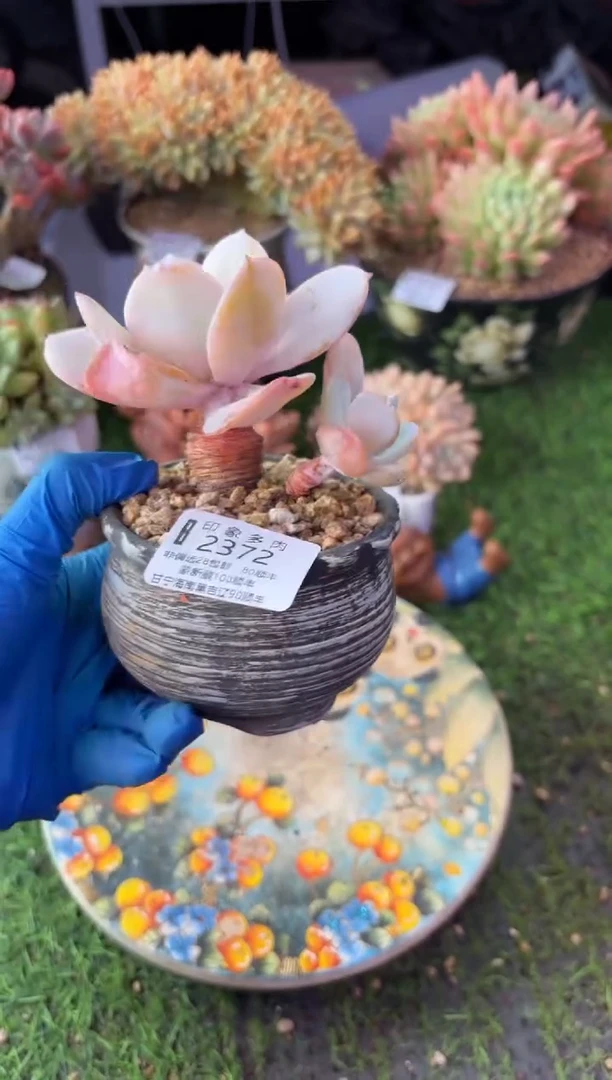 昆明印象多肉2372