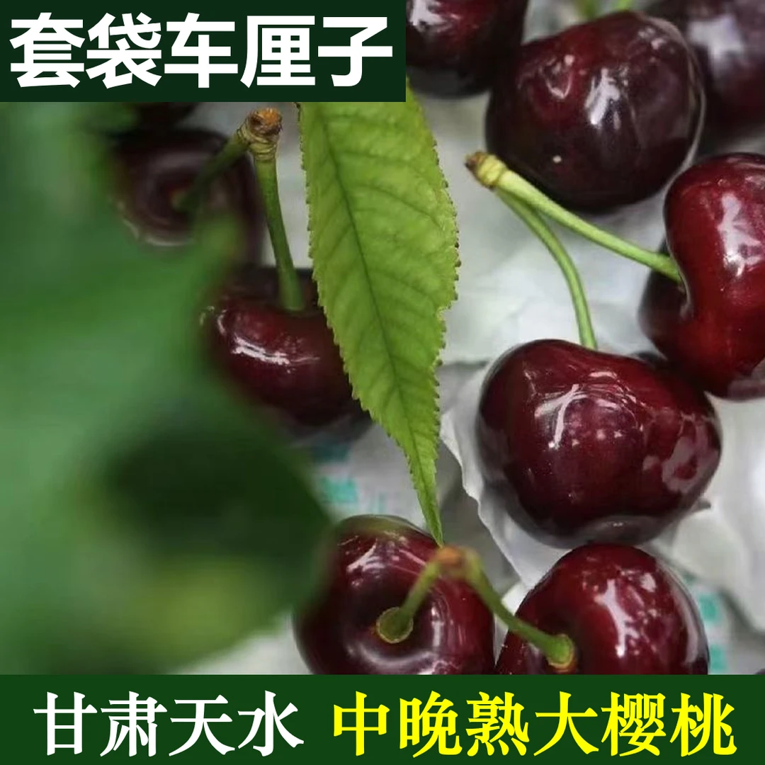 【天水套袋车厘子大樱桃】 头茬新鲜果农直发