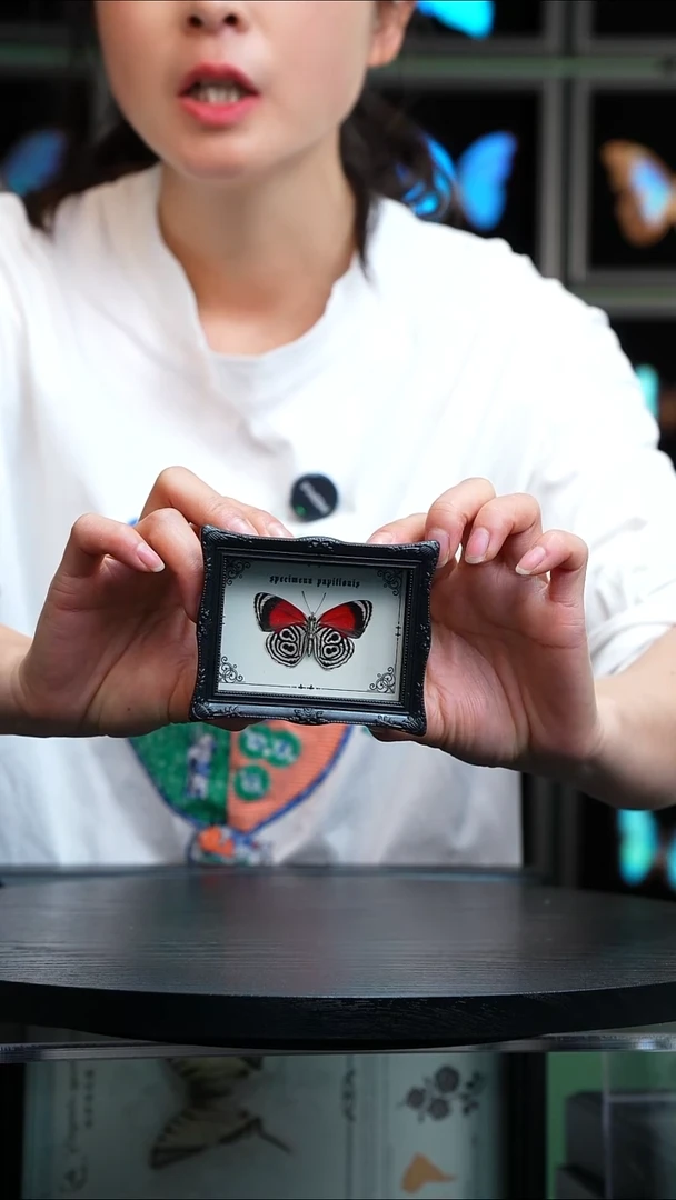 微瑕蝴蝶标本摆件一口价H701