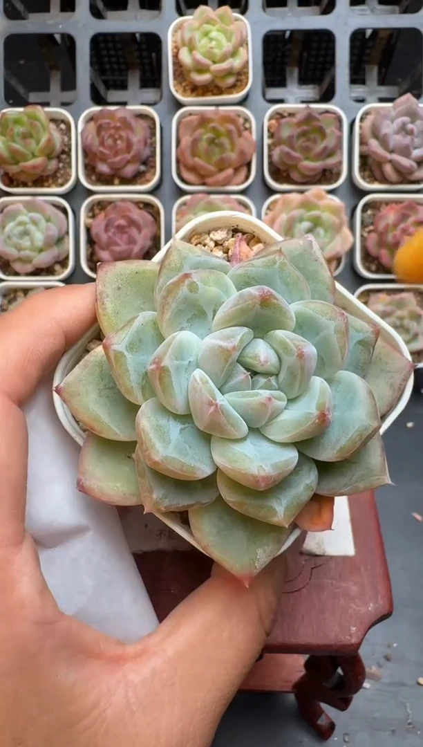 235R脱土发 当场拍3颗以上包柚 多肉植物 一物一拍