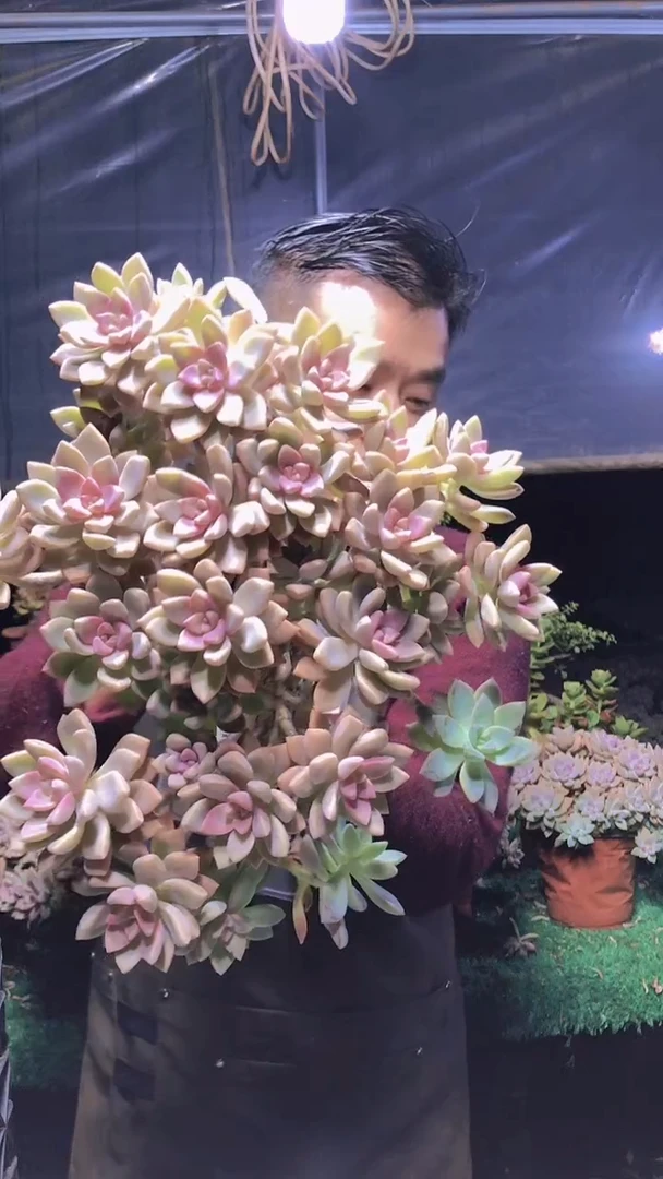 122淡雪缀化一物一拍