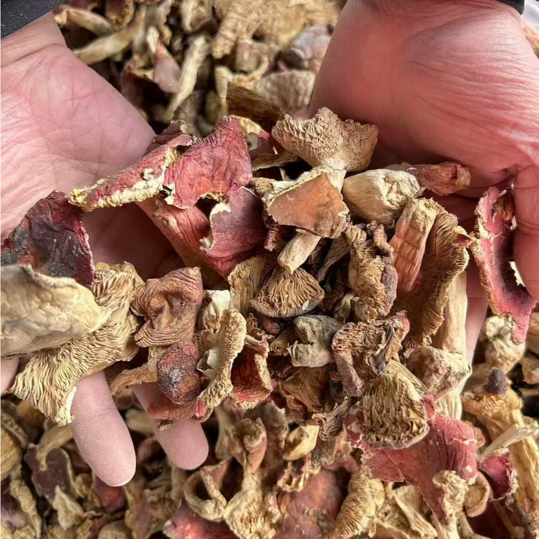 农家山上采的红菇自然晒干老百姓自产自销