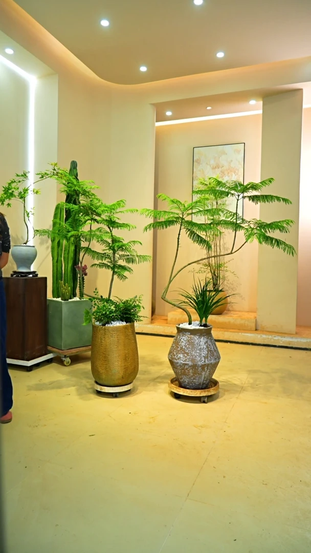 完全开放十*一物一拍落地款蓝花楹