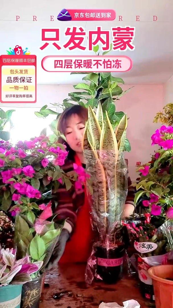 完全开放大颗虎皮兰六颗苗