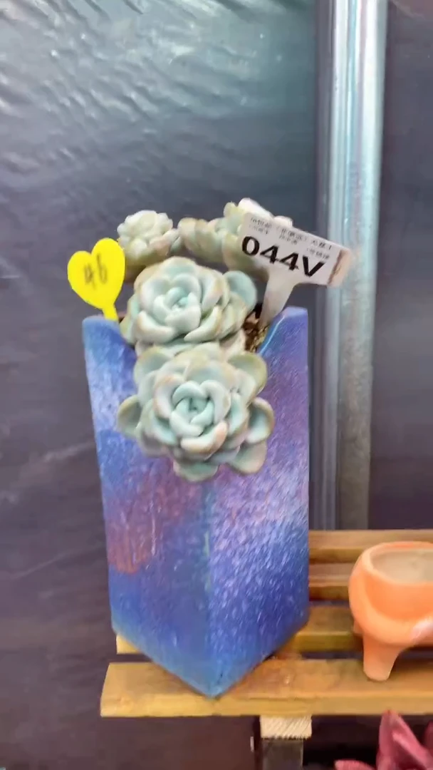 044V（一物一拍，精品多肉，w所见即所得 ）