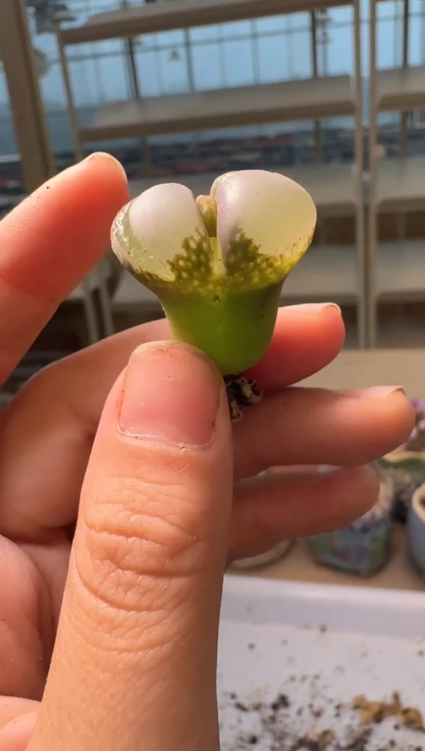 28-41多肉植物肉锥b23