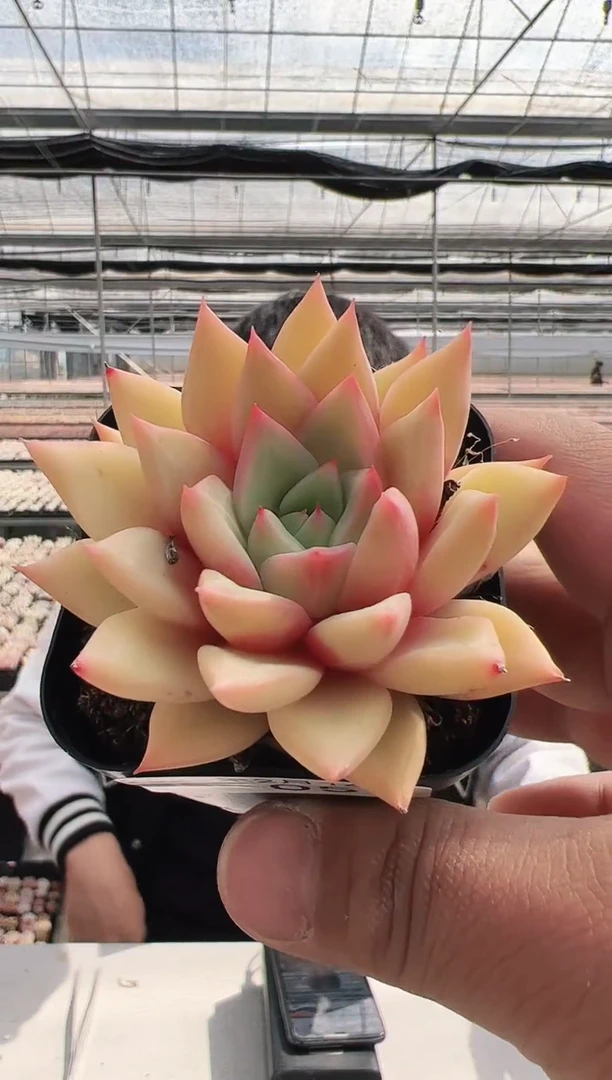 【闪购商品】碧玺多肉-5