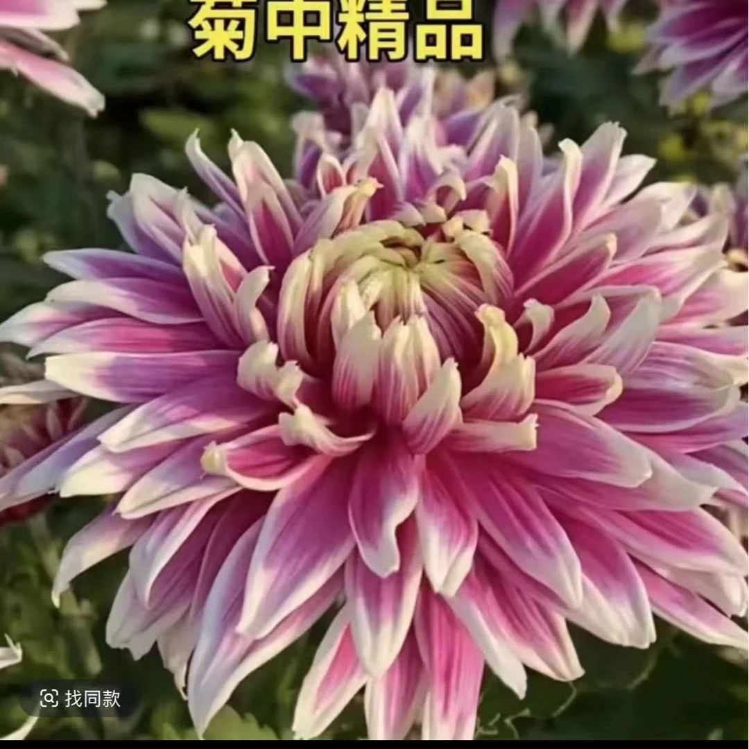 【天门锦莲】大菊花盆栽带花苞发货新款秋菊耐寒阳台室外多年生菊花