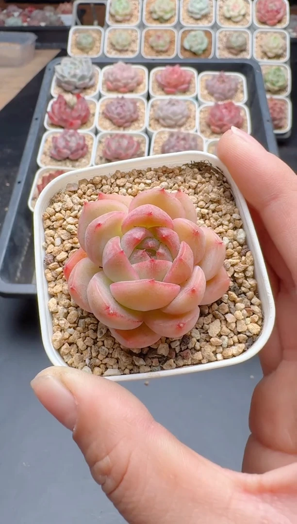 【闪购商品】764A多肉带盆土6.5杯当天拍3颗包柚