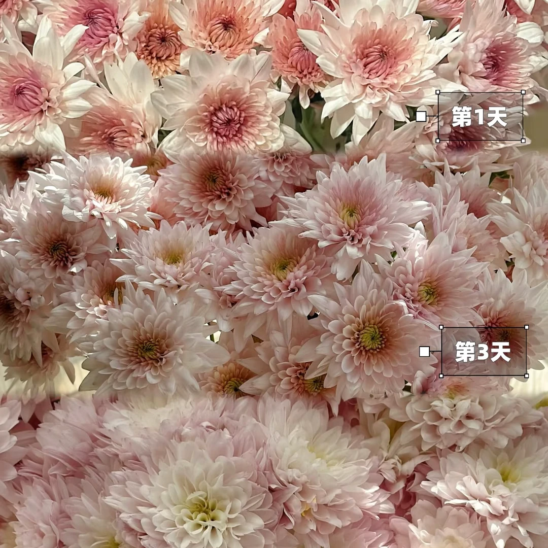 【牛牛鲜花】AA级奶油蛋糕小菊 云南基地现采现发 一单顺丰冷链