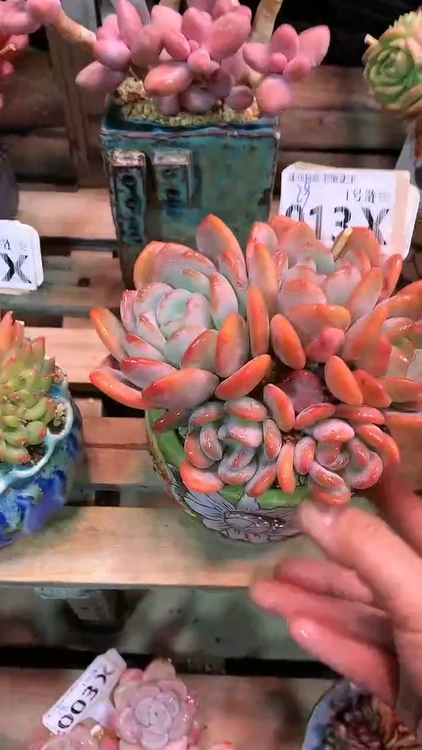 【闪购商品】013XXX