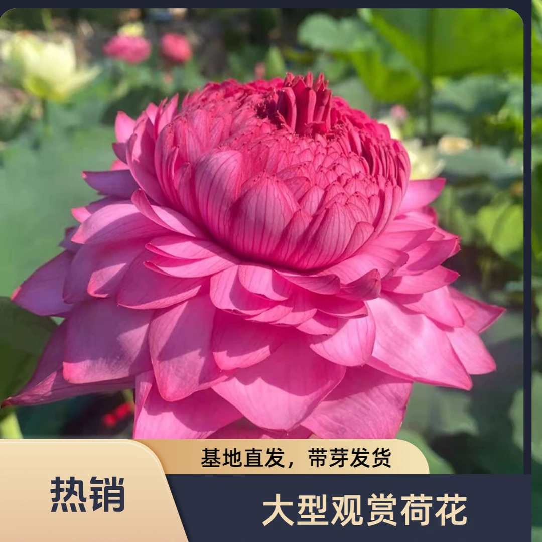 观赏荷花 大小型荷花藕苗 盆栽荷花池塘种植莲花苗