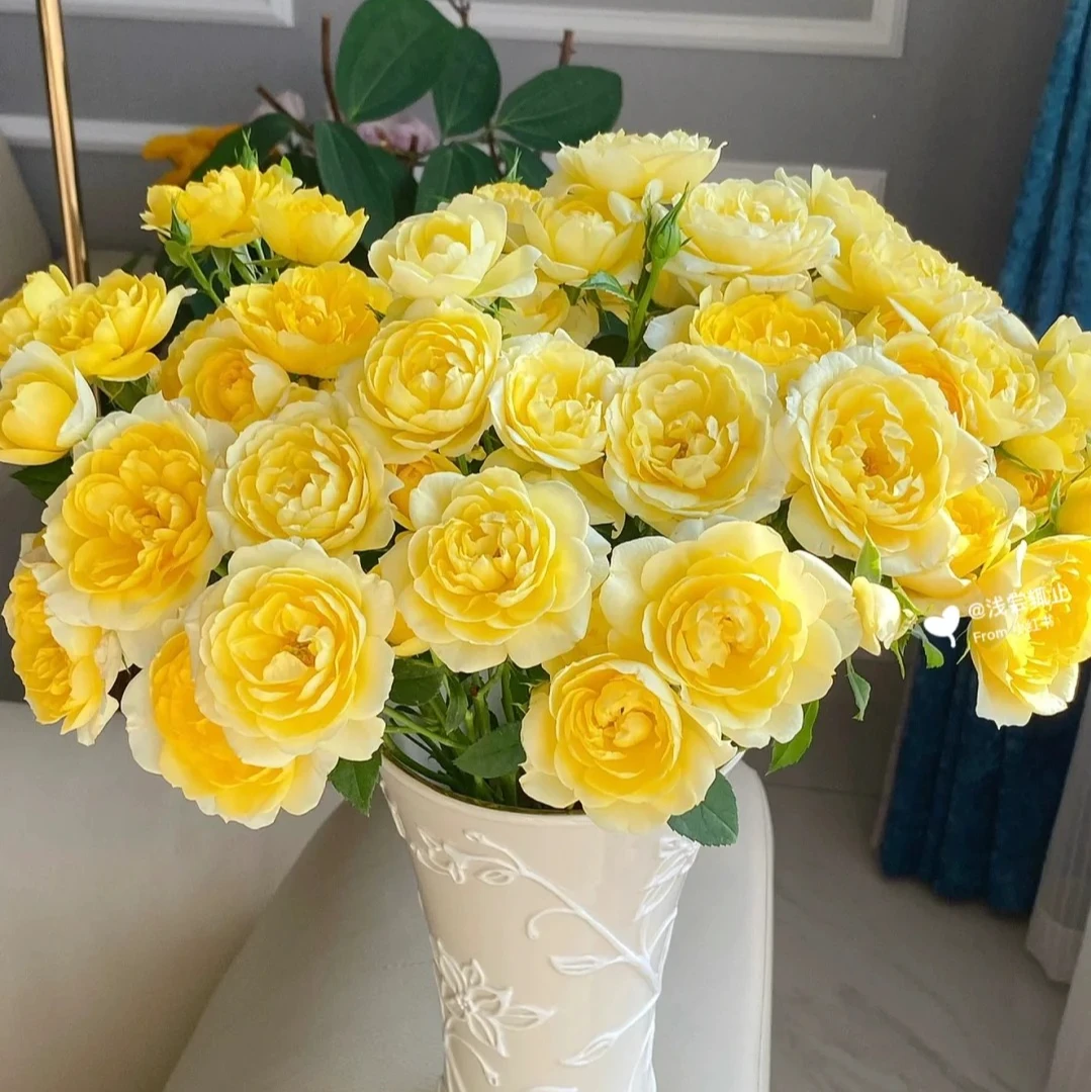 【半岛花铺】柠檬汁 多头玫瑰任意2单或以上顺丰鲜花