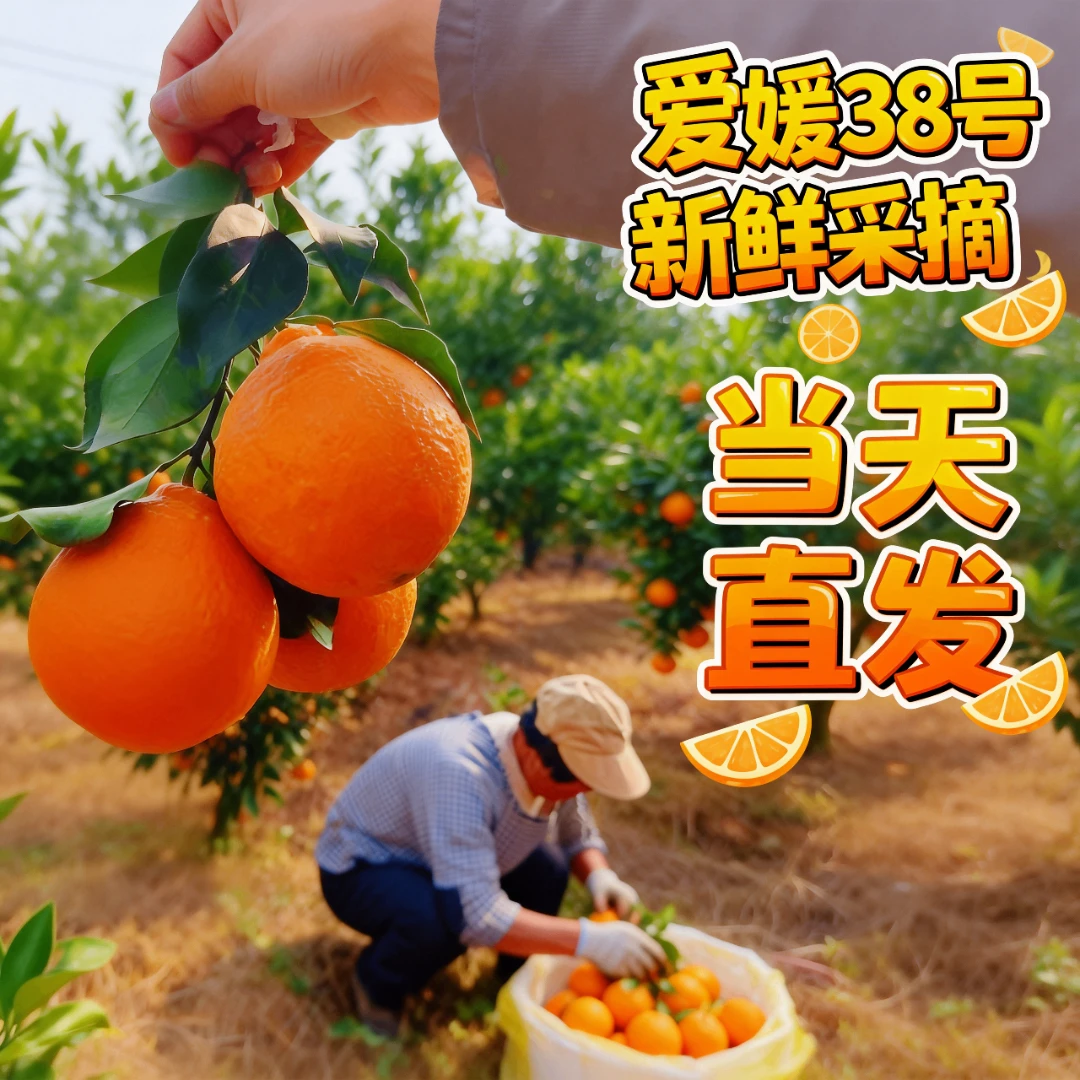 正宗四川爱媛38果冻橙果园直播新鲜现摘产地直销直发当季蜜橘水果