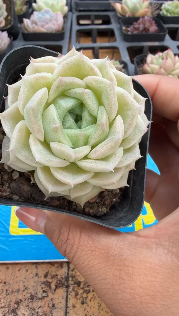 东云多肉园二店-201