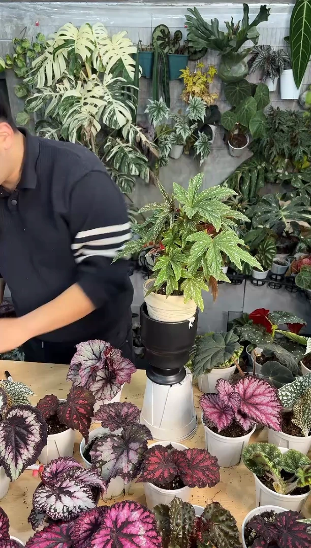 完全开放花**。黑霜秋海棠1